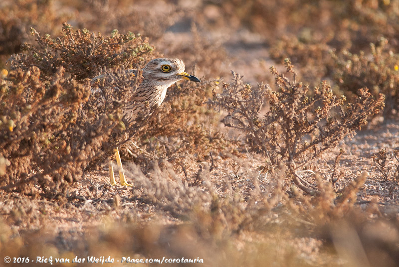 Eurasian Stone-Curlew<br><i>Burhinus oedicnemus saharae</i>