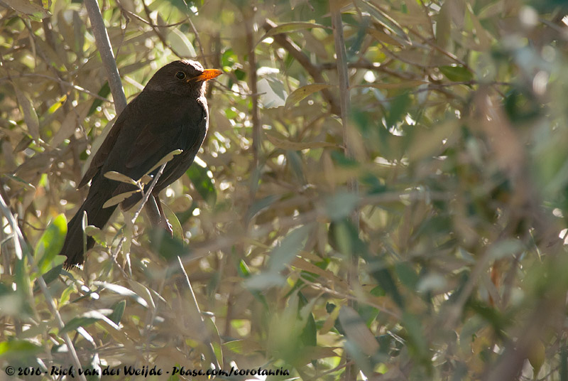 Common Blackbird<br><i>Turdus merula mauritanicus</i>