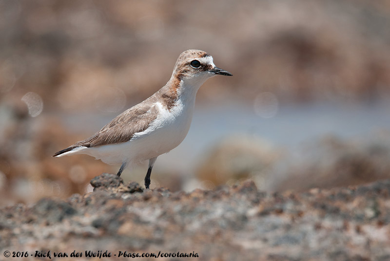 Red-Capped Plover<br><i>Anarhynchus ruficapillus</i>