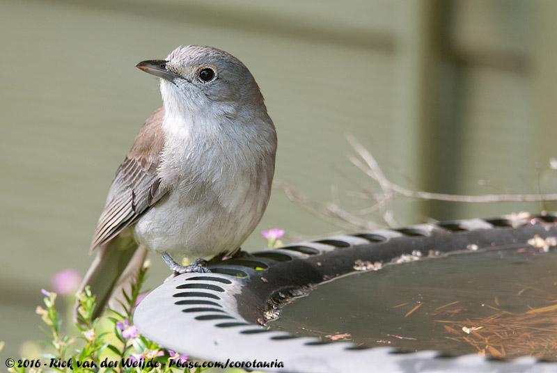 Grey Shrikethrush<br><i>Colluricincla harmonica harmonica</i>