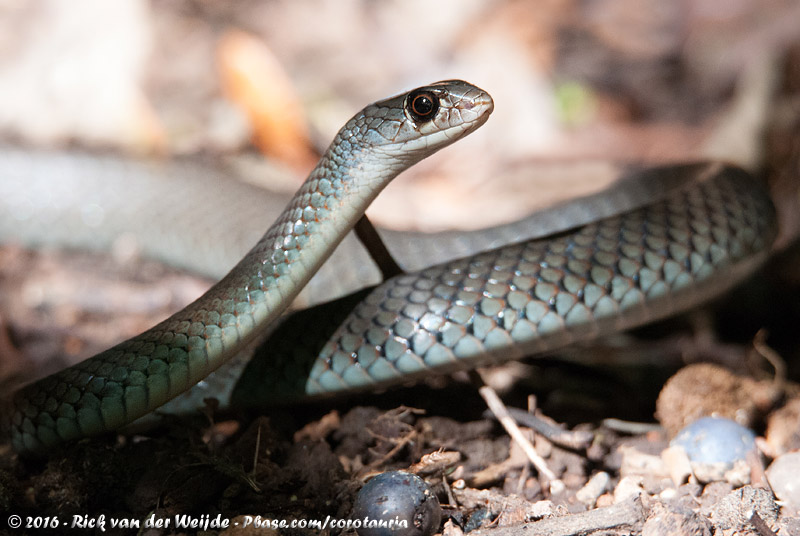 Black Whip Snake<br><i>Demansia vestigiata</i>