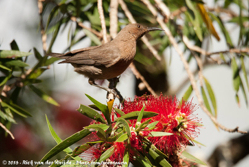 Dusky Myzomela<br><i>Myzomela obscura harterti</i>