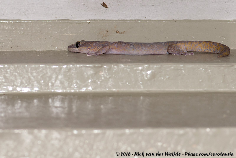 Southern Spotted Velvet Gecko<br><i>Oedura tryoni</i>