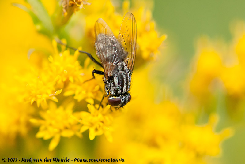 Face Fly<br><i>Musca autumnalis</i>