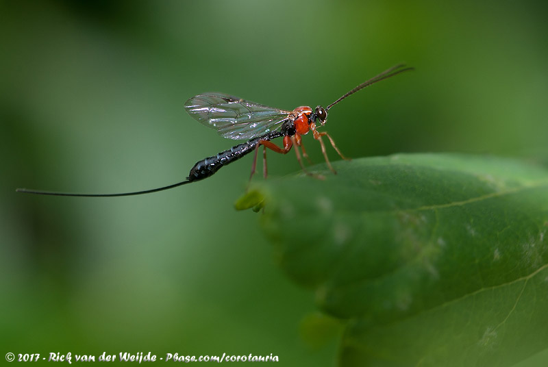 (Ichneumon Wasp)<br><i>Perithous scurra scurra</i>