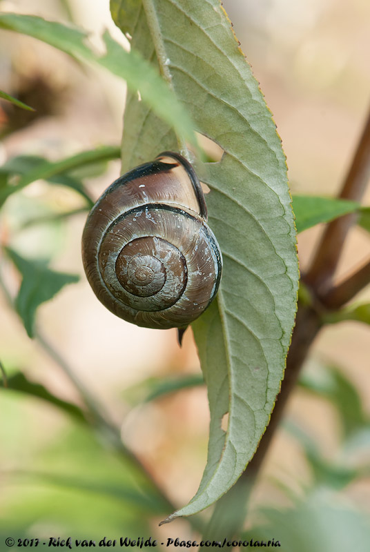 Grove Snail<br><i>Cepaea nemoralis</i>