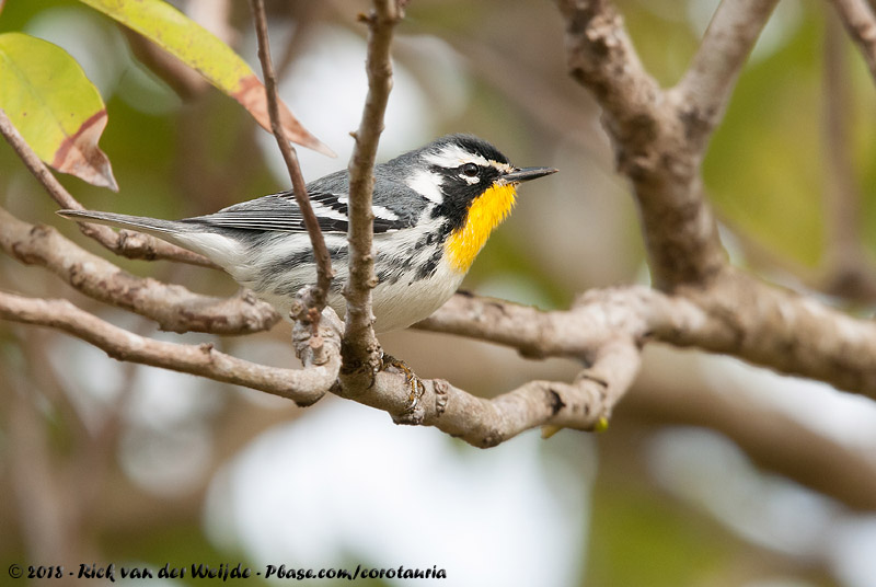 Yellow-Throated Warbler<br><i>Setophaga dominica dominica</i>