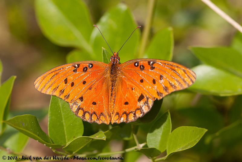 Gulf Fritillary<br><i>Agraulis vanillae nigrior</i>