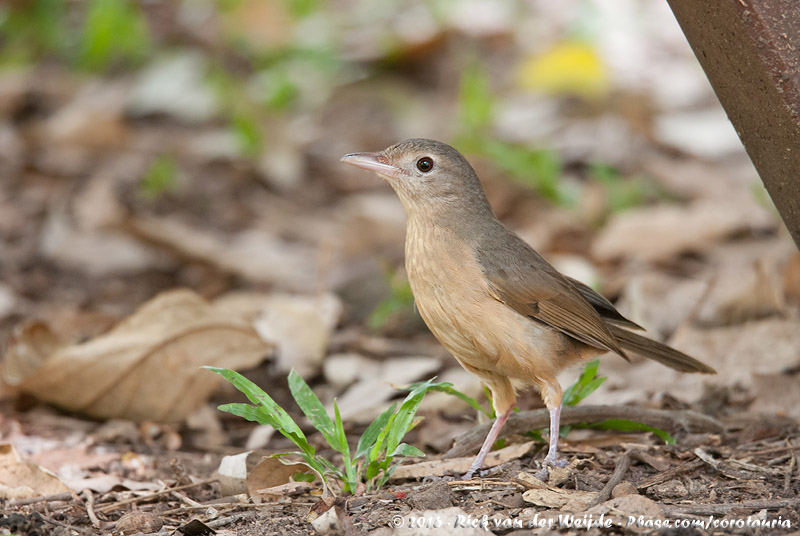 Rufous Shrikethrush<br><i>Colluricincla rufogaster griseata</i>