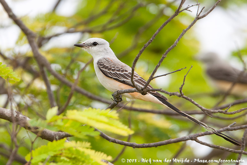 Scissor-Tailed Flycatcher<br><i>Tyrannus forficatus</i>