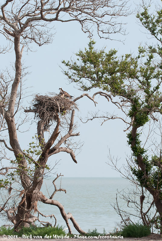 Western Osprey<br><i>Pandion haliaetus carolinensis</i>