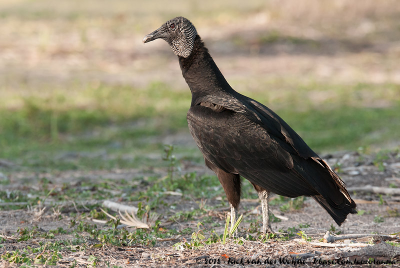 Black Vulture<br><i>Coragyps atratus</i>