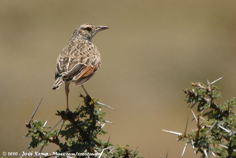 Rufous-Naped Lark<br><i>Mirafra africana athi</i>