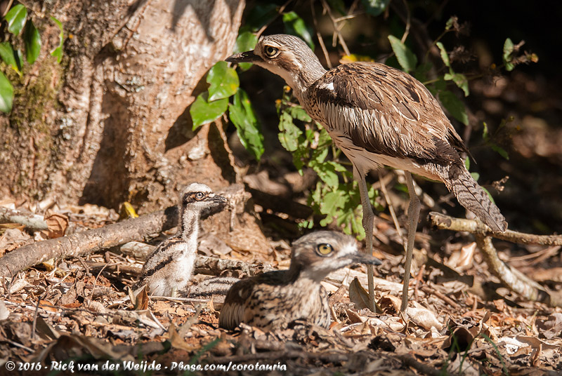 Bush Stone-Curlew<br><i>Burhinus grallarius</i>