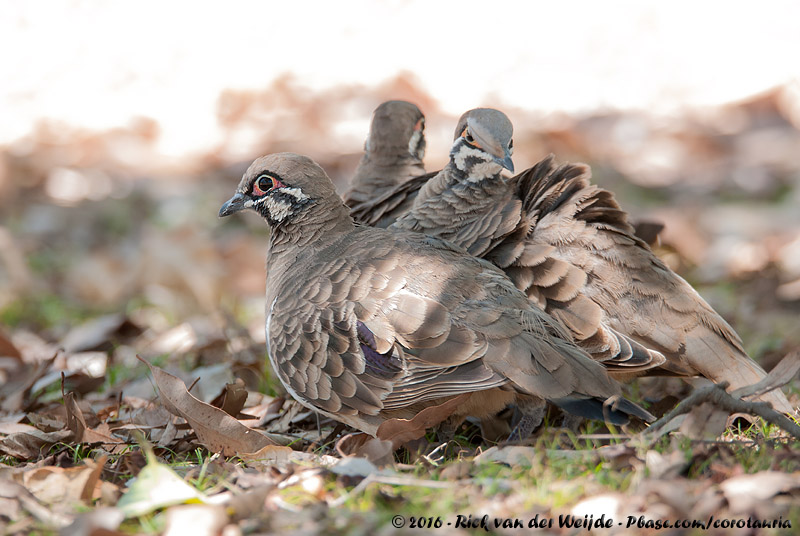 Squatter Pigeon<br><i>Geophaps scripta peninsulae</i>