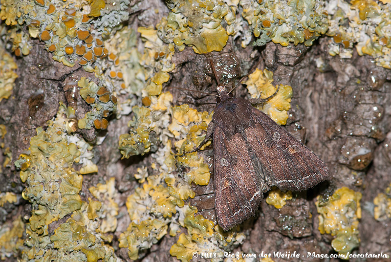 Bright-Line Brown-Eye<br><i>Lacanobia oleracea</i>