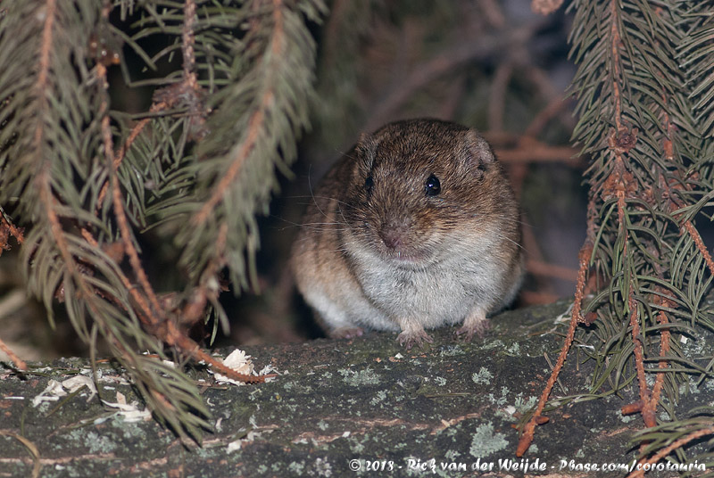 Gnthers Vole<br><i>Microtus guentheri</i>