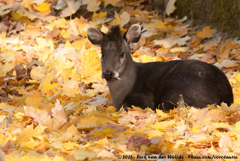 Tufted Deer<br><i>Elaphodus cephalophus michianus</i>