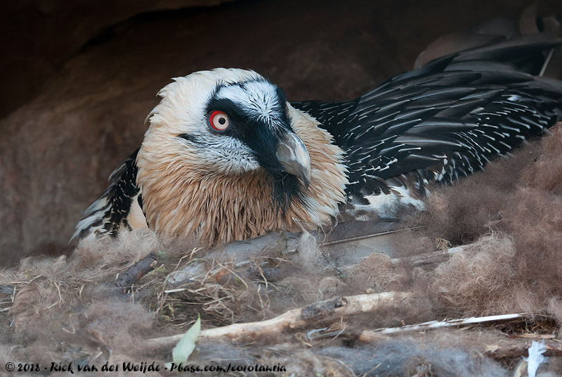 Bearded Vulture<br><i>Gyphaetus barbatus barbatus</i>