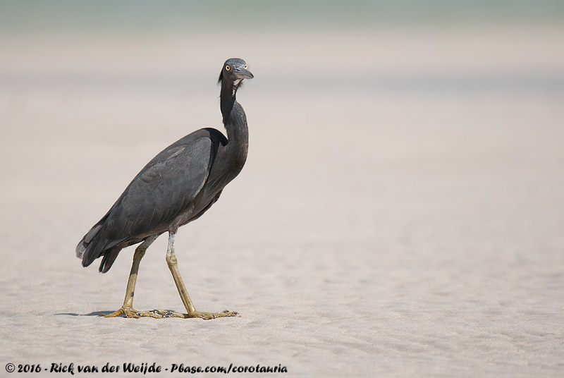 Pacific Reef Heron<br><i>Egretta sacra sacra</i>