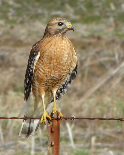 Red-shouldered Hawk