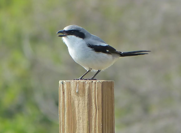 Loggerhead Shrike