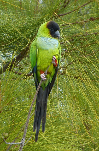 Nanday Parakeet