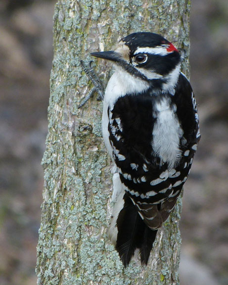Downy Woodpecker
