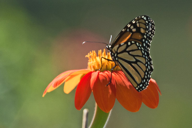 Natures Beauty.jpg