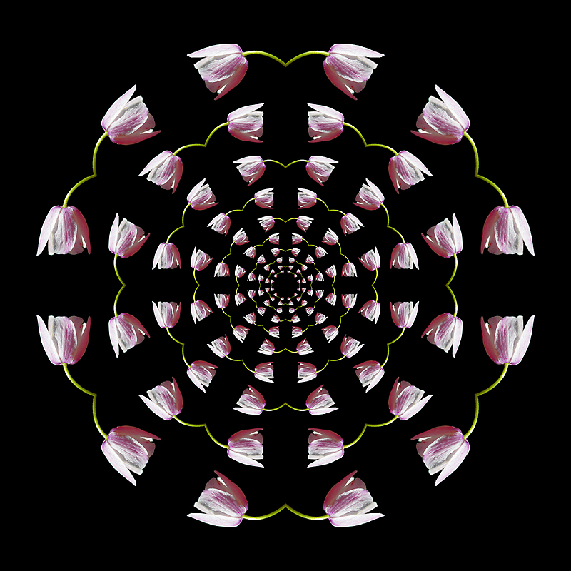 Kaleidoscopic creation with a wild flower seen in the forest