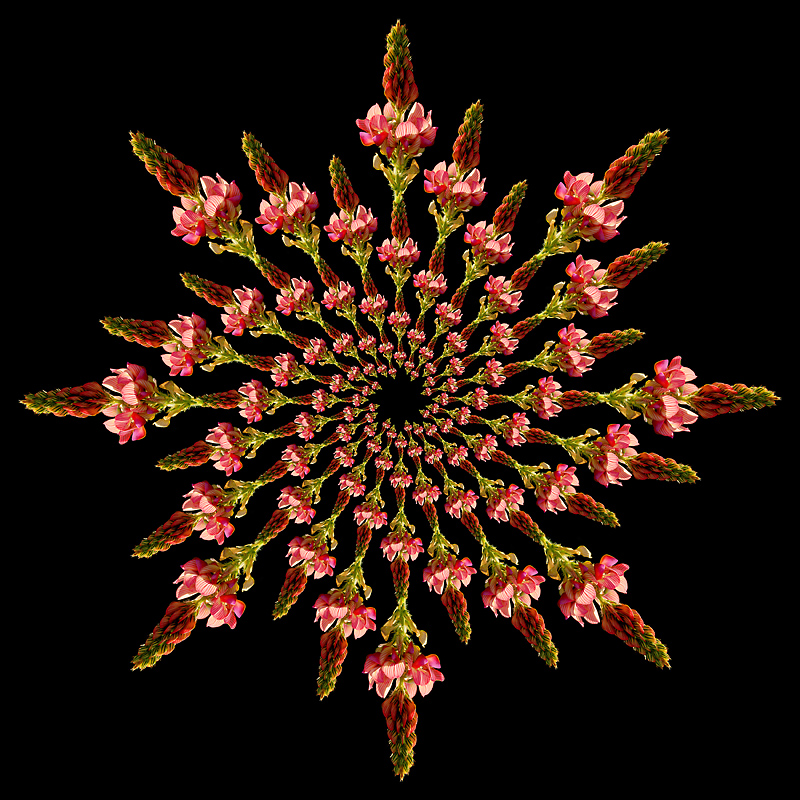Logarithmic spiral kaleidoscope created with a wild flower seen in May