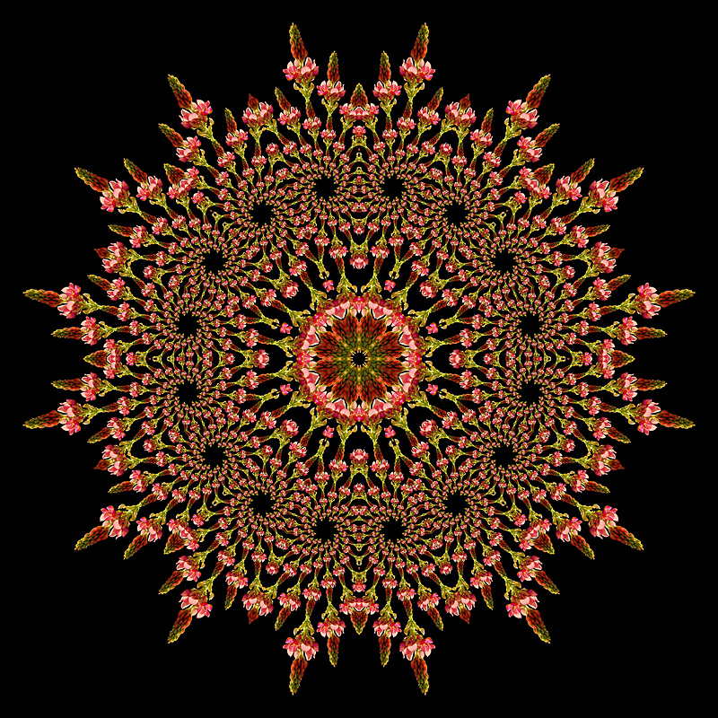 Evolved kaleidoscope created with a wild flower seen in May