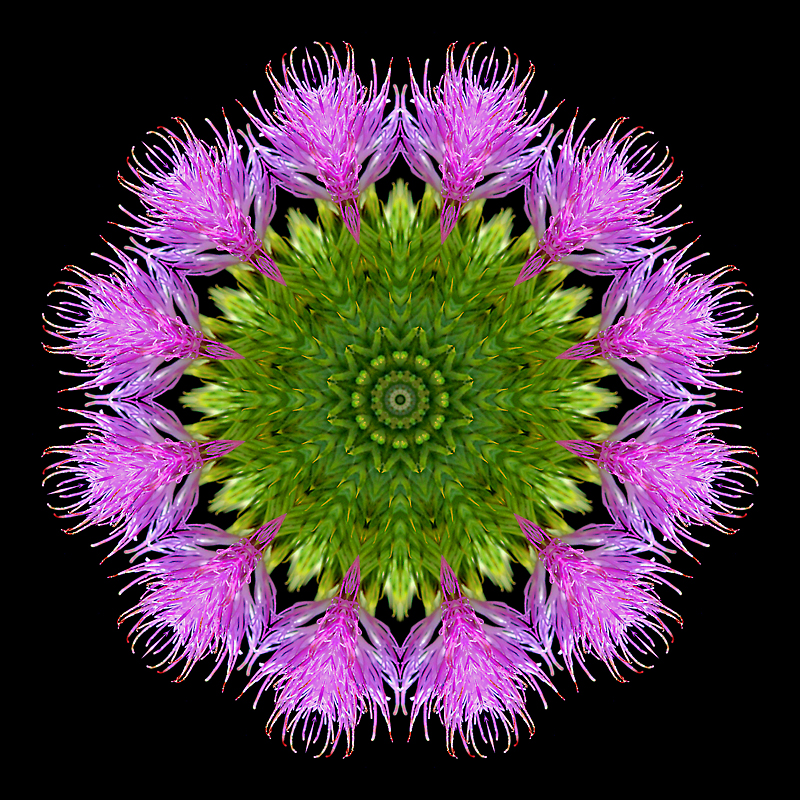 Kaleidoscopic creation done with a wild thistle flower seen 9th July