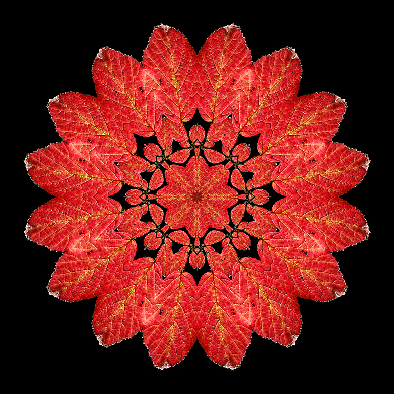 Kaleidoscope created with an autumn leaf seen in the forest in October 2017