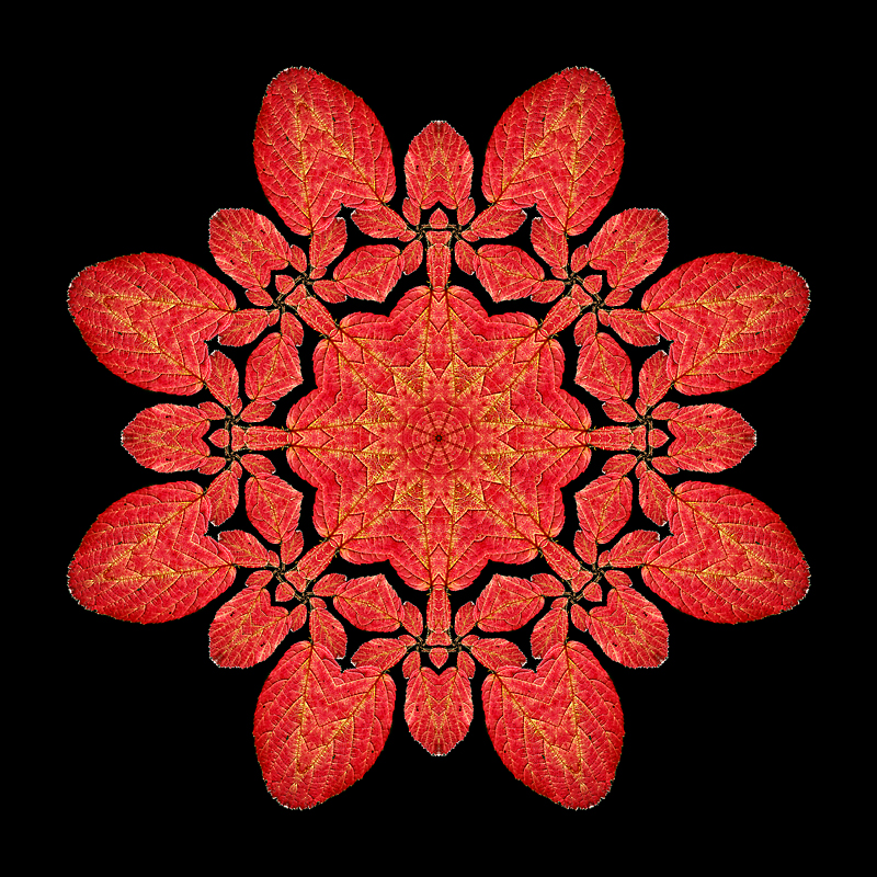 Kaleidoscope created with an autumn leaf seen in the forest in October 2017