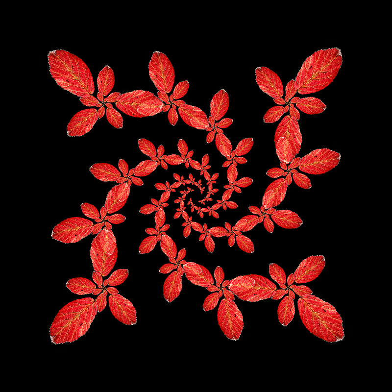 Logarithmic spiral kaleidoscope with a red autumn leaf