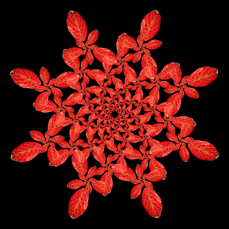 Logarithmic spiral kaleidoscope with a red autumn leaf