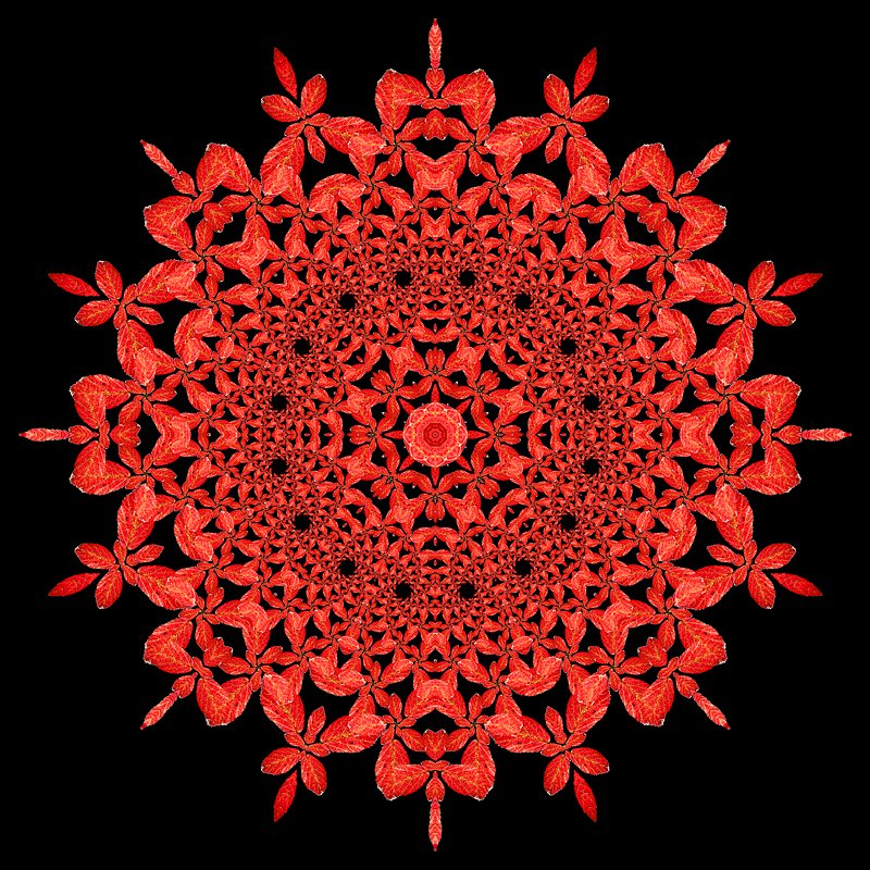 Evolved kaleidoscope with a red autumn leaf