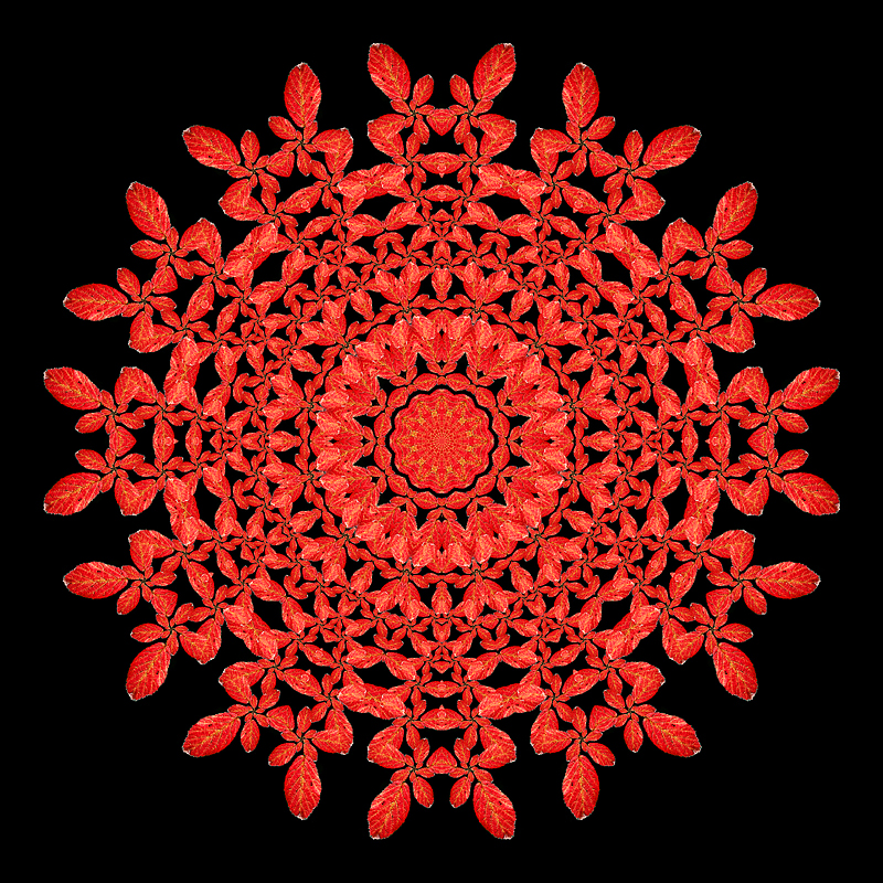 Evolved kaleidoscope with a red autumn leaf