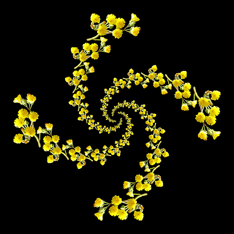 Logarithmic spiral kaleidoscope with 48 times the same twig of wild flowers