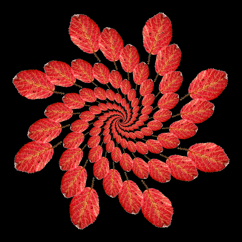 A logarithmic spiral kaleidoscope with 20 x 8 copies of the same red leaf.