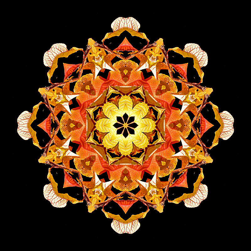 Kaleidoscope created from autumn leaves on a bush in October