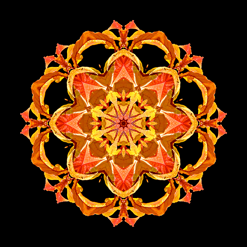 Kaleidoscope created from autumn leaves on a bush in October