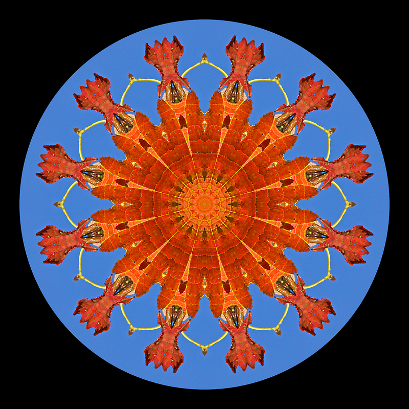 Kaleidoscope created from autumn leaves on a tree in October