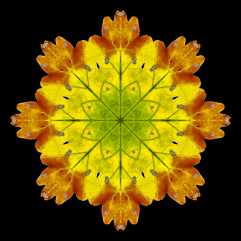 Kaleidoscope created with an oak leaf