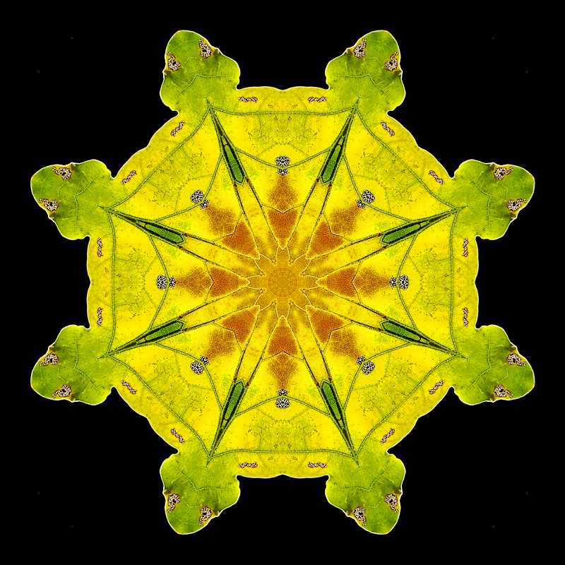 Kaleidoscope created with an oak leaf