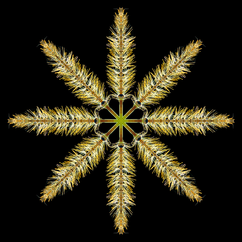 Kaleidoscope created from a dry grass seen in October