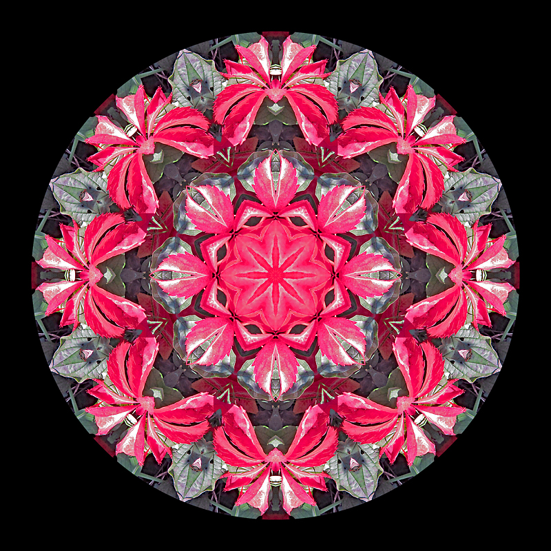 Kaleidoscope created with red autumn leaves