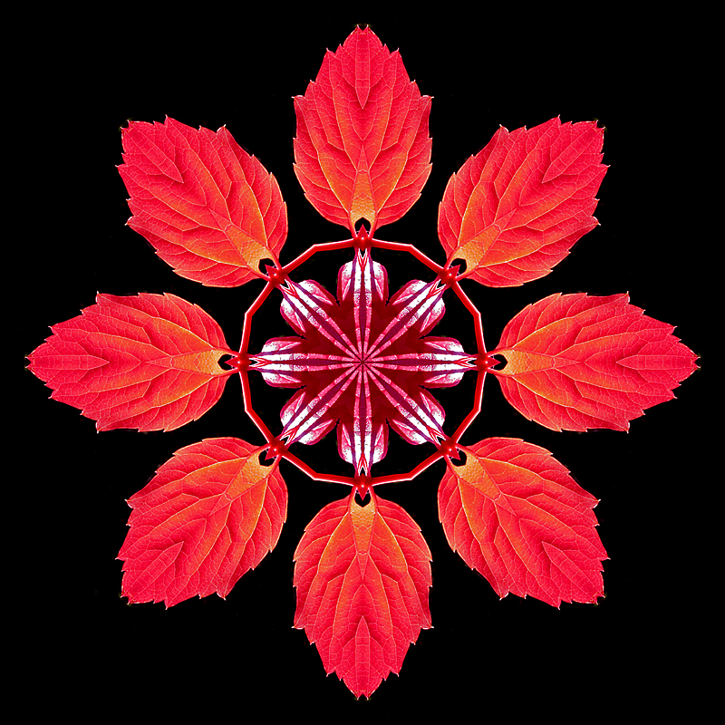Kaleidoscope created with red autumn leaves