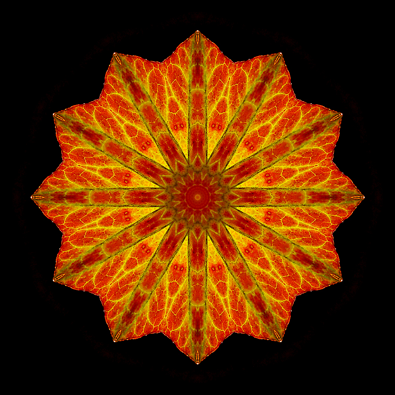 Kaleidoscope created with an ivy leaf